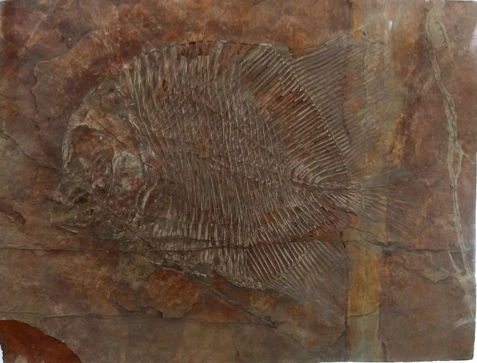 pie-de-vaca-tepexi-mexico