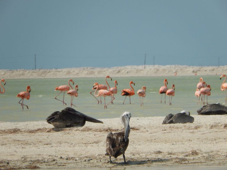 reserva-de-la-biosfera-mexico
