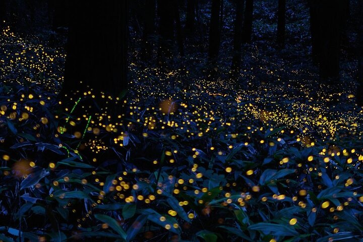 santuario-de-las-luciernagas-pue