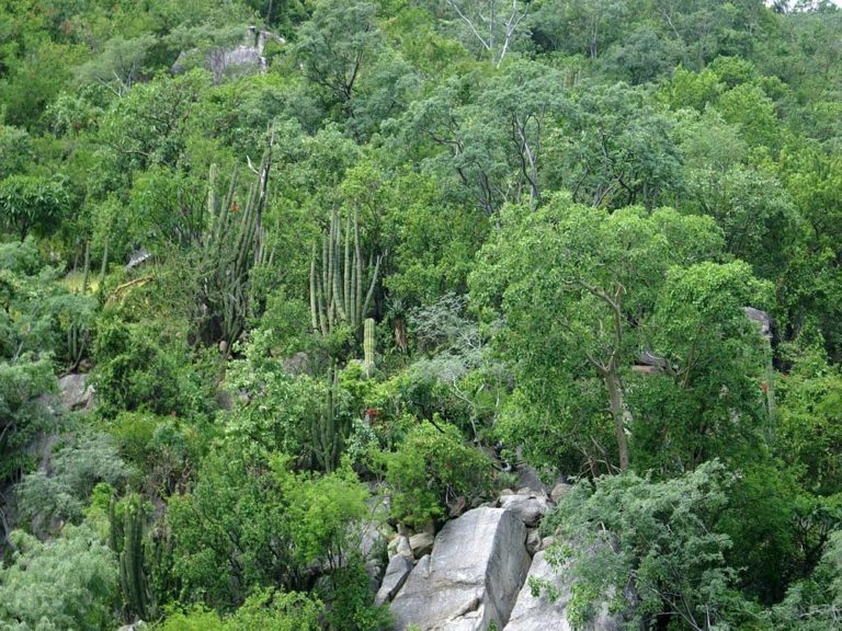sierra-de-la-laguna-montaña