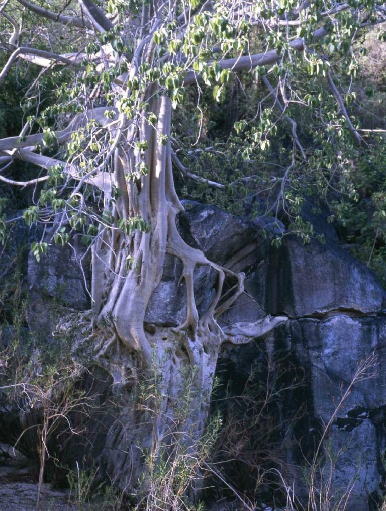 sierra-de-la-laguna-montañas