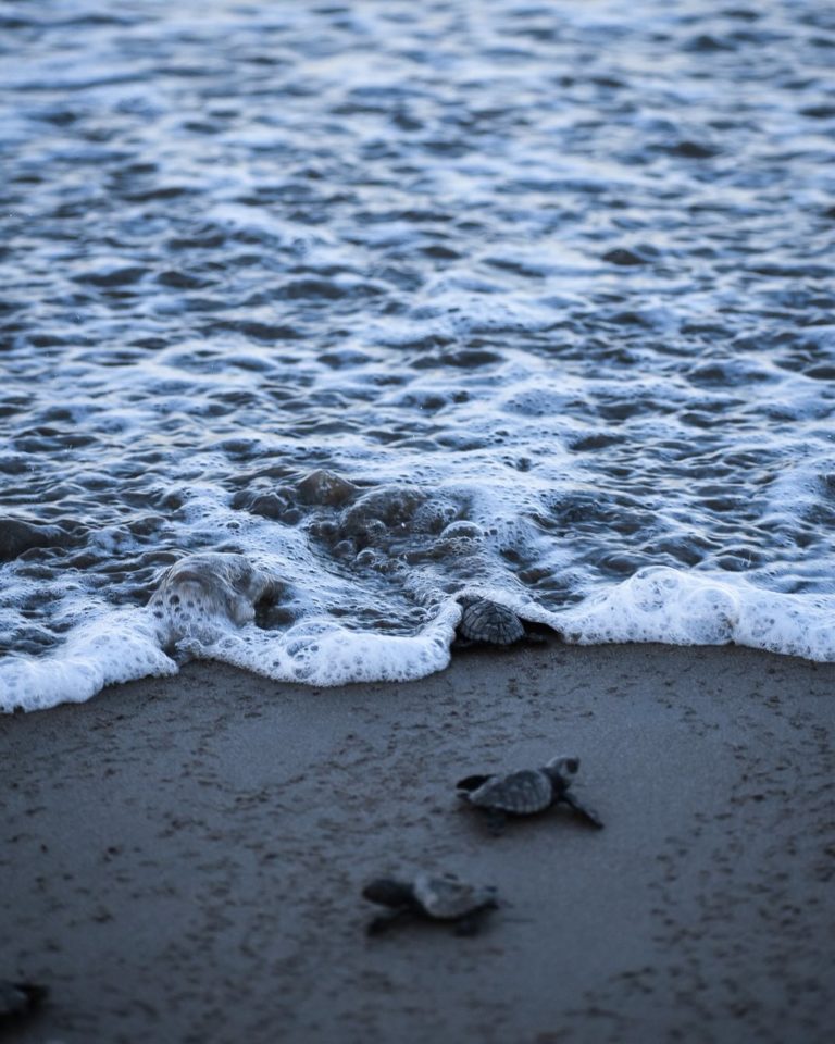 tortugas-de-mex-turismo