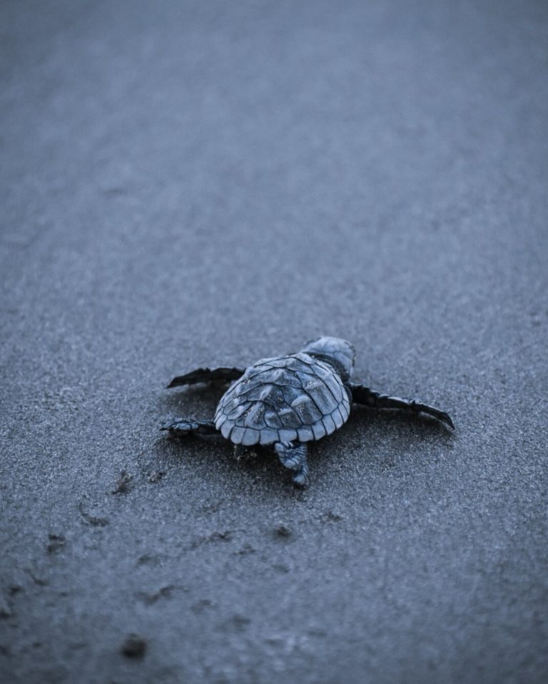 tortugas-de-mexico-turismo