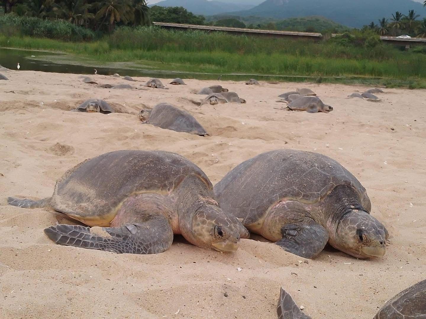 tortugas pacífico michoacán deportes especies