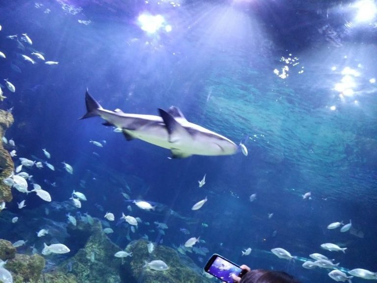 tunel-del-tiburon-mex-turismo-aventuras