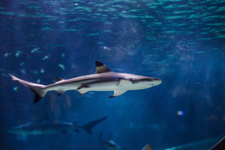 tunel-del-tiburon-mexico-turismo-aventura