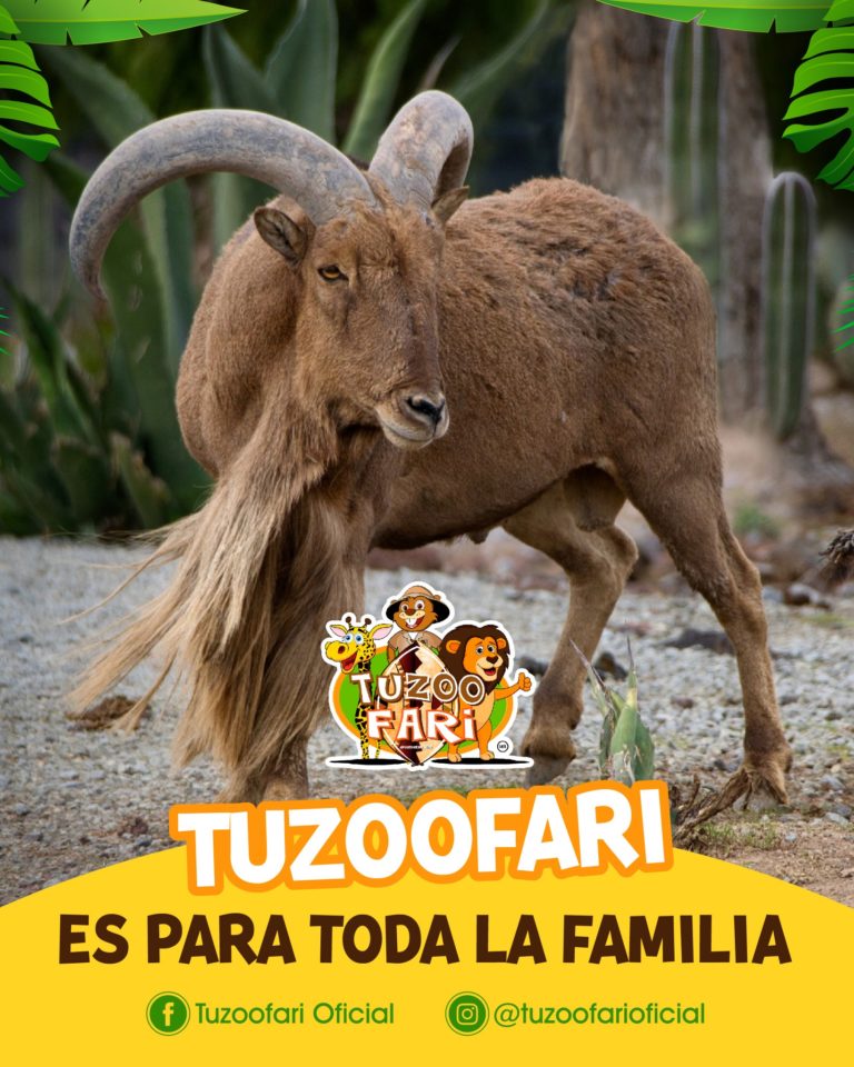 tuzoofari-pachuca-hidalgo-que-ver