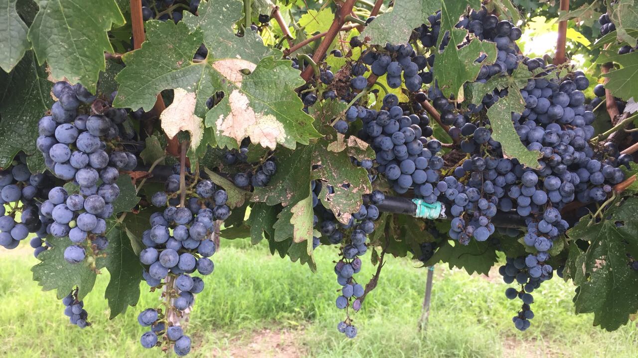 vendimicia encinillas en chihuahua uvas