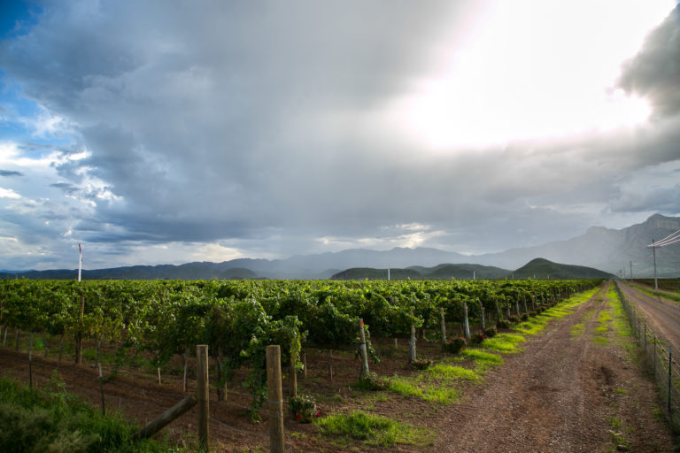 Chihuahua y su magia del vino: Vendimia Encinillas