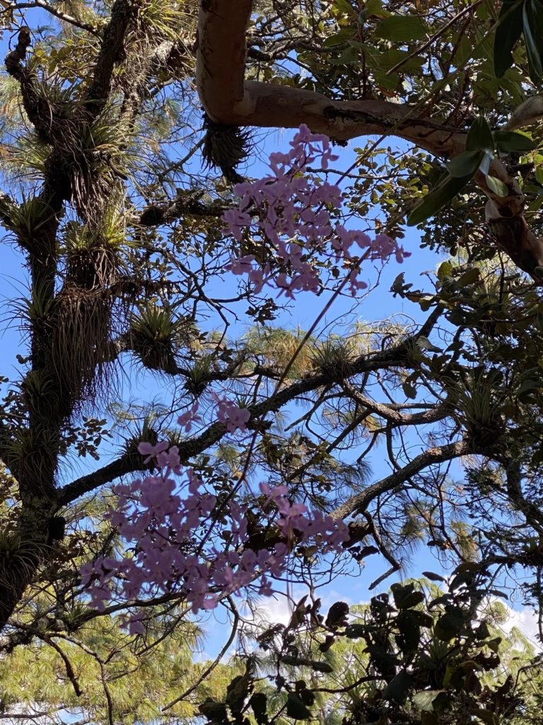 Cañada-León-Oaxaca-mx