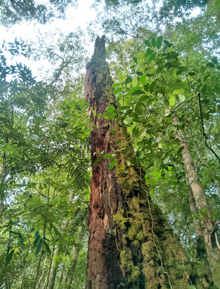 Cascadas-de-Comaltepec-fotos-mex