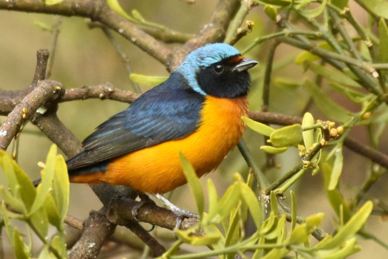 Festival de las Aves 2025 (4)