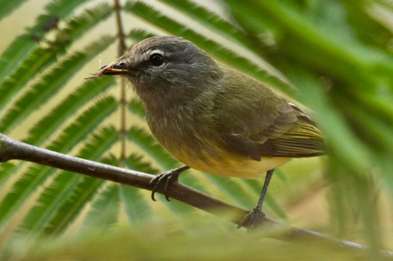 Aventúrate en el Festival de las Aves 2025 en Michoacán