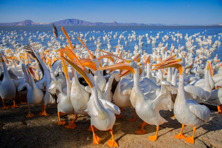 Festival de las Aves Michoacán 2025 (2)