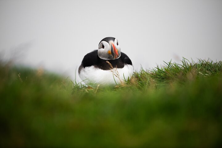 Isla-Mykines-turismo-avistamiento