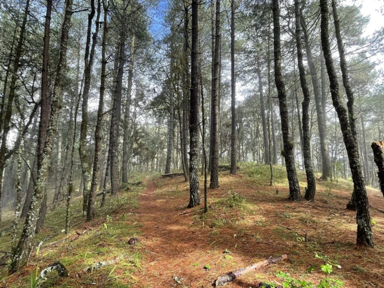 Ixtepeji – Ocote Seco Huayapam