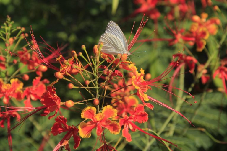 Jardín Botánico F. Jonhston