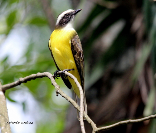 Las-Placas-de-Estuco-mex