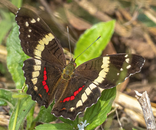Las-Placas-de-Estuco-mx