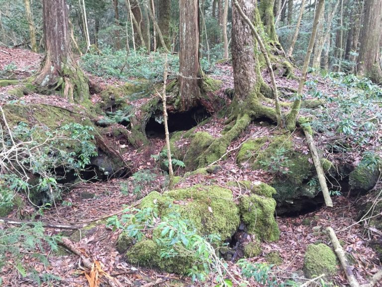 aokigahara-bosque-turismo-Japon