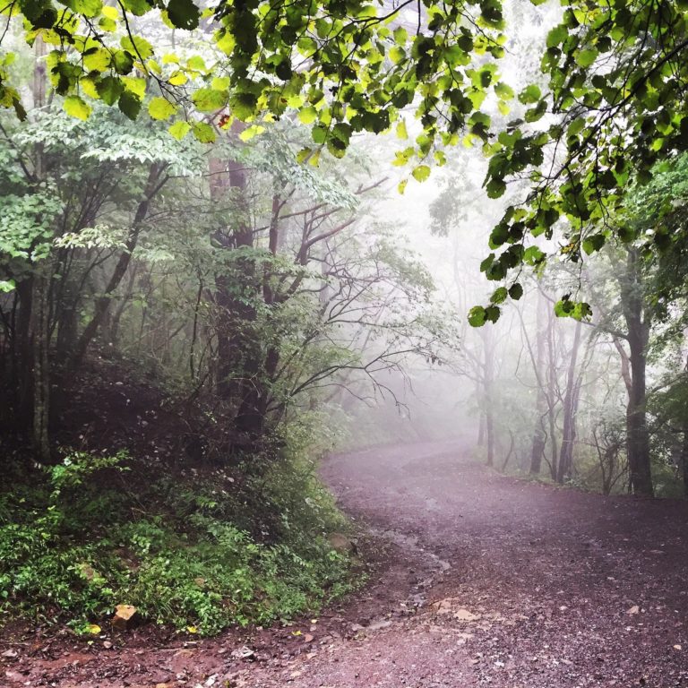 aokigahara-bosque-turismo-de-jap