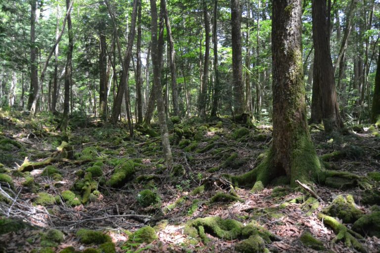 aokigahara-bosque-turismo-de-japon