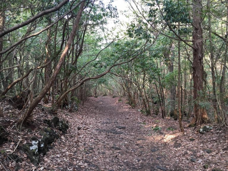 aokigahara-bosque-turismo-en-japon