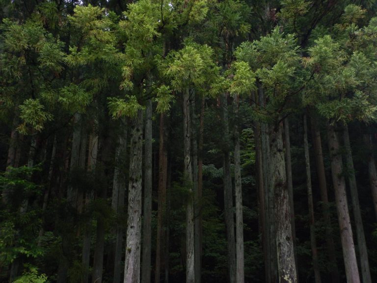 aokigahara-bosque-turismo-japones
