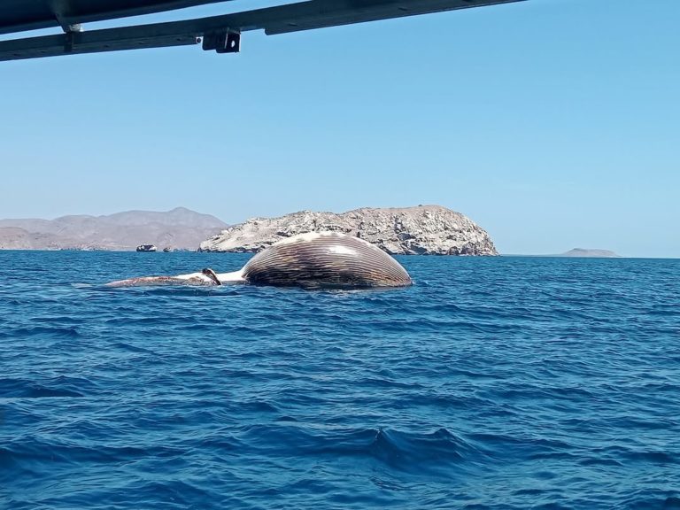 el-burro-baja-california