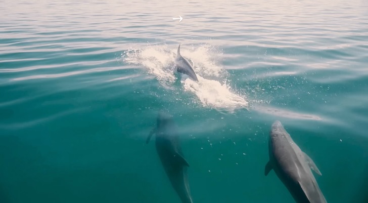 el-burro-baja-california-sur