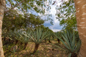 haciendas de yucatán méxico xcanatun