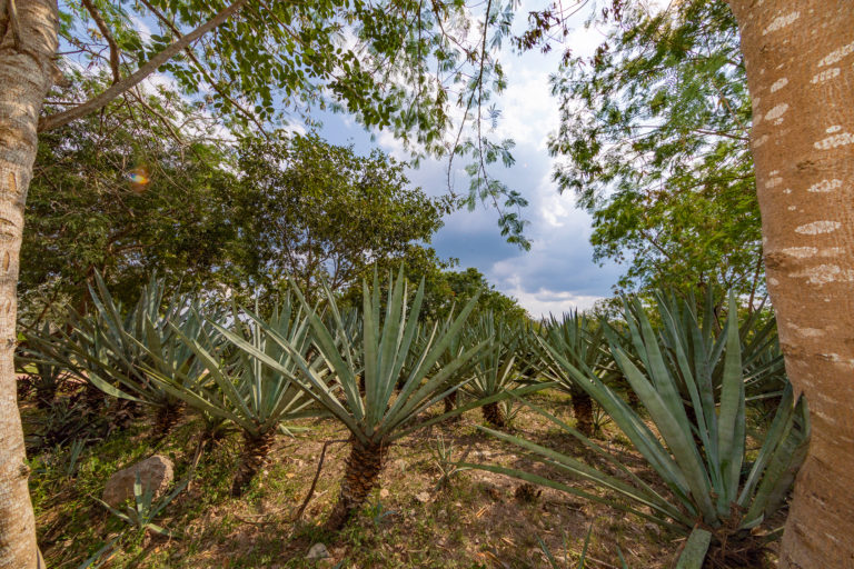 Ruta histórica: las haciendas de Yucatán más icónicas