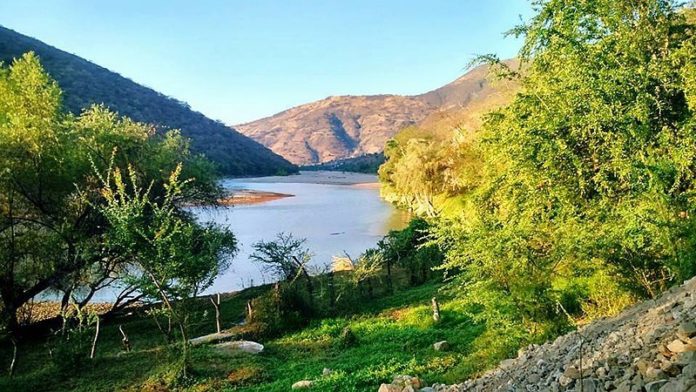 iguana-verde-mex-turismo