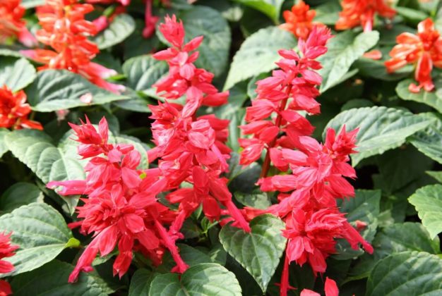 iguana-verde-mx-turismo