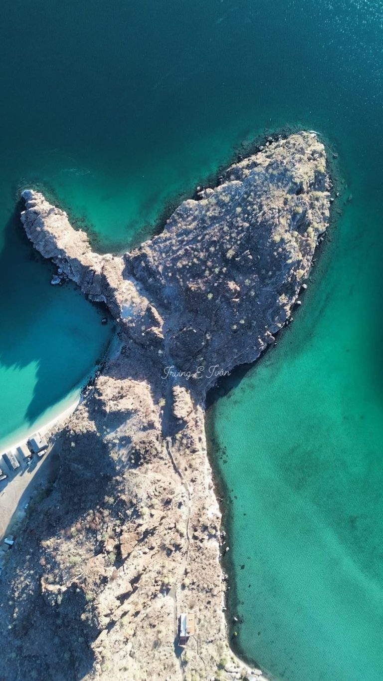 la-ballena-de-baja-california