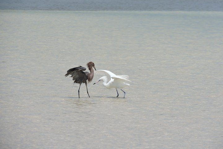 mexico-fauna-Isla-Blanca