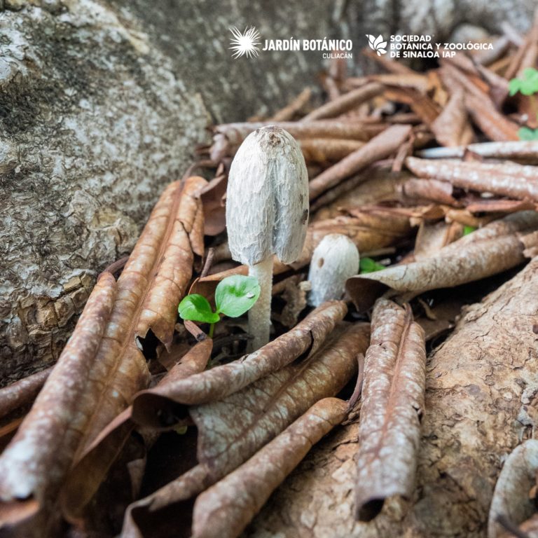 qué-hacer-en-culiacán-jardin-botanico