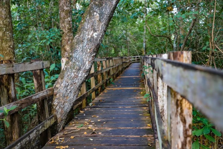salto-grande-puebla-mex