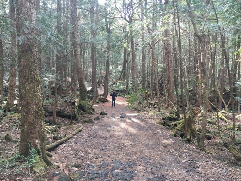 senderos-naturales-de- Aokigahara-japon