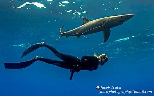 Cabo-San-Lucas-nado-tiburones