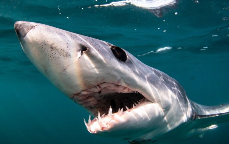 Cabo-San-Lucas-tiburones