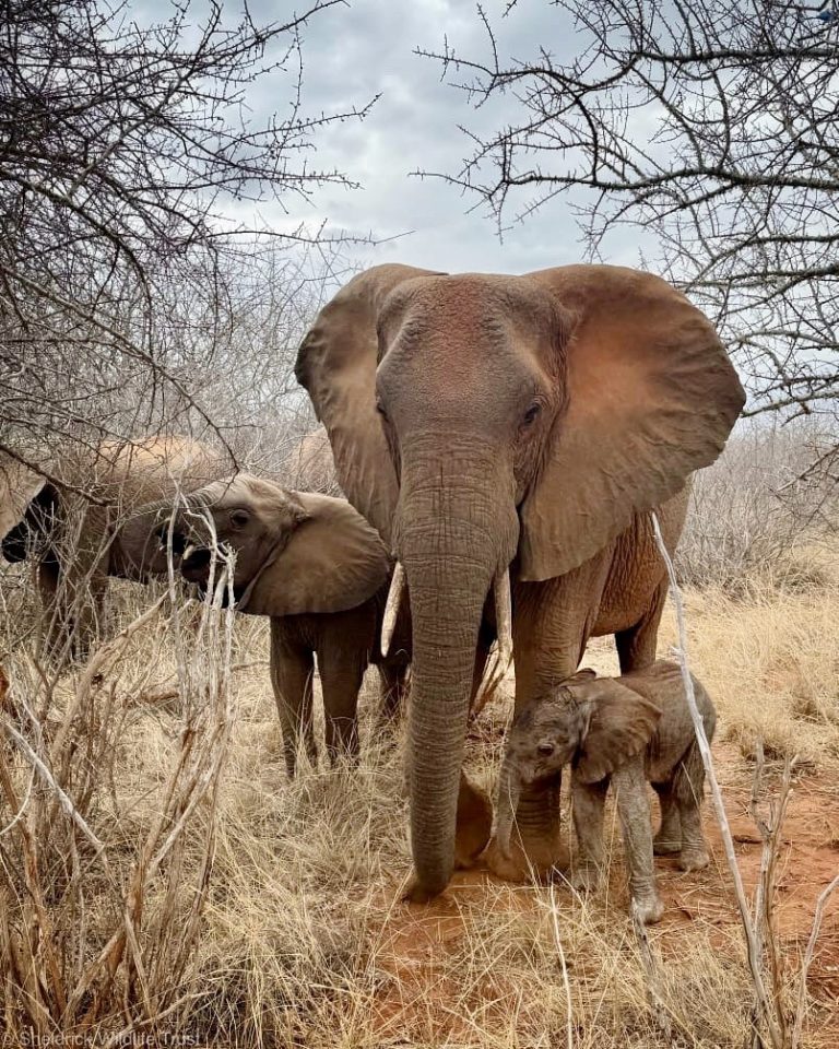 David-Sheldrick-Wildlife-Trust