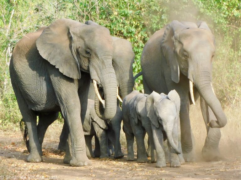 David-Sheldrick-Wildlife-Trust-africa