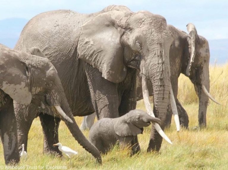 David-Sheldrick-Wildlife-Trust-áfrica
