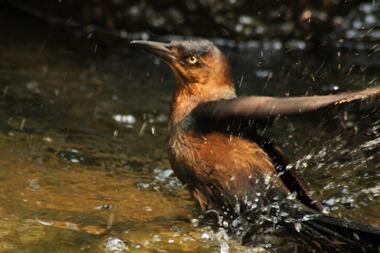 Isla-arena-mexico-turismo