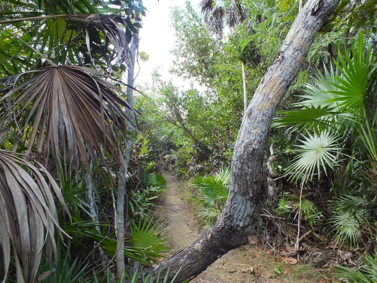 Mastic-Trail-gran-caiman