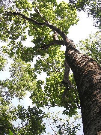 Mastic-Trail-gran-caiman-mex