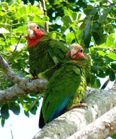 Mastic-Trail-gran-caimán