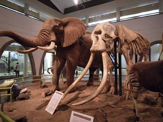 Museo-Nacional-de-Nairobi-africa
