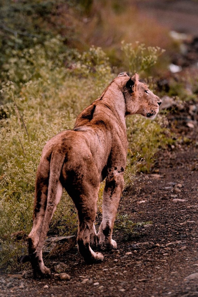 Parque-Nacional-de-Nairobi